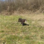 phoca_thumb_m_myslivost 34 Fotogalerie